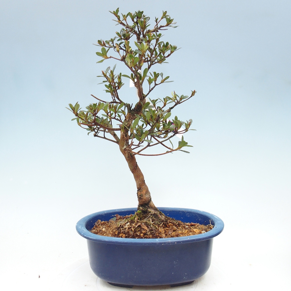 Kültéri bonsai - Japán azálea - Azalea Mio