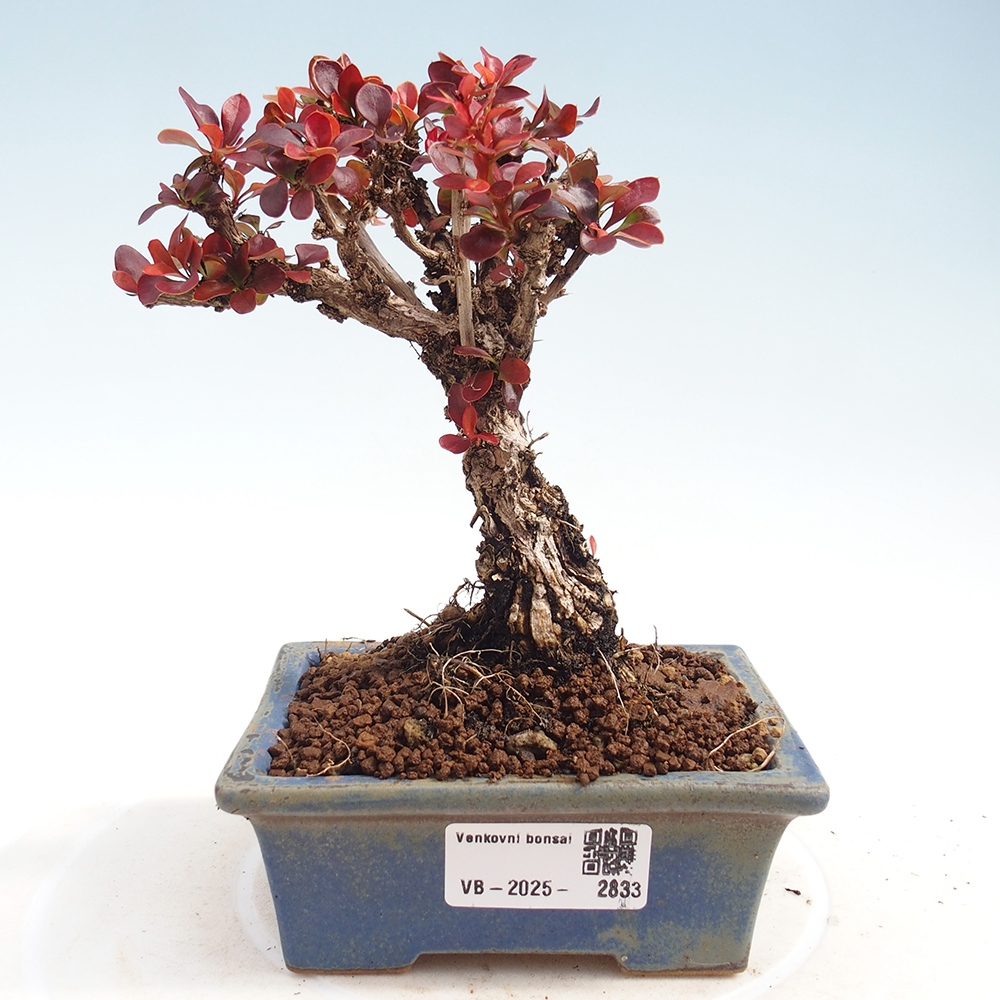 Kültéri bonsai - Berberis Thunbergii Bagatelle