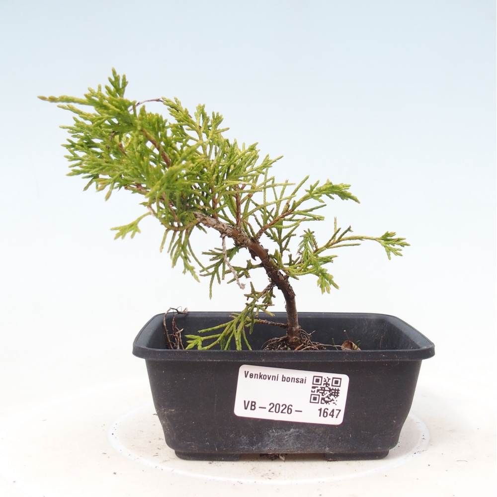Kültéri bonsai - Juniperus chinensis Itoigawa