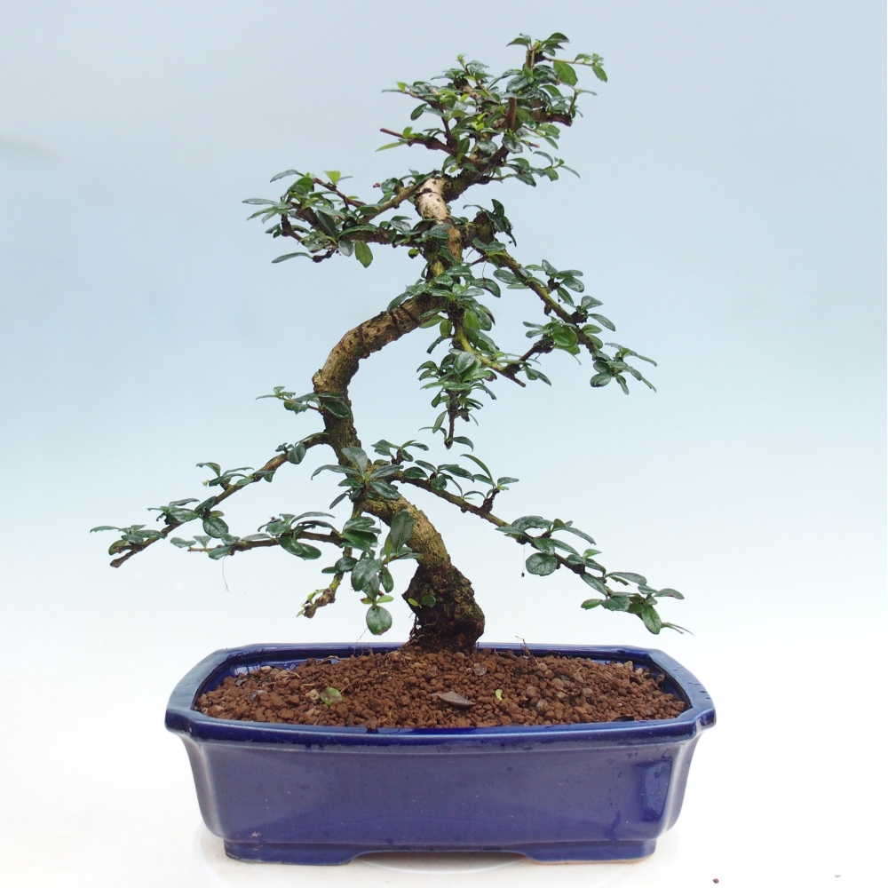 Szobai bonsai - Carmona macrophylla - Tea fuki