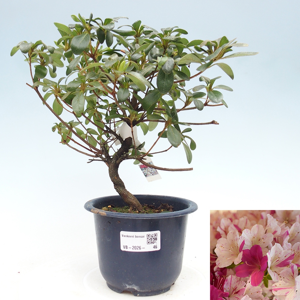 Kültéri bonsai - Japán azálea - Azálea Kaminoyamakirin