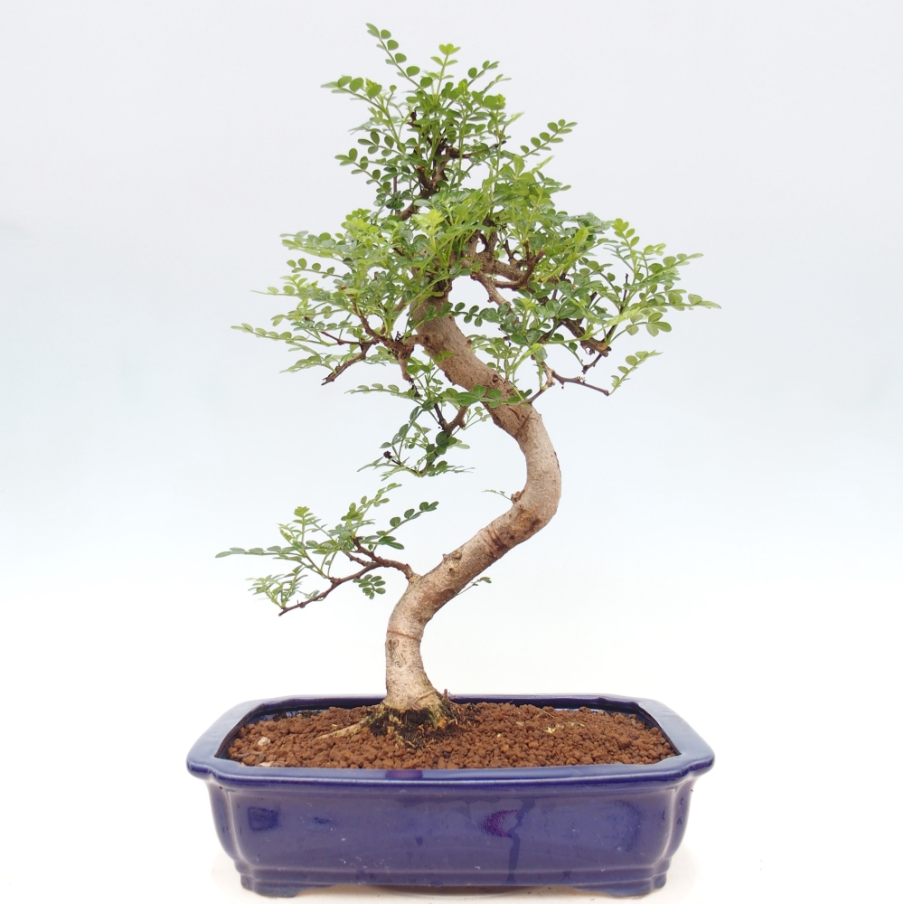 Szobai bonsai - Zantoxylum piperitum - borsfa