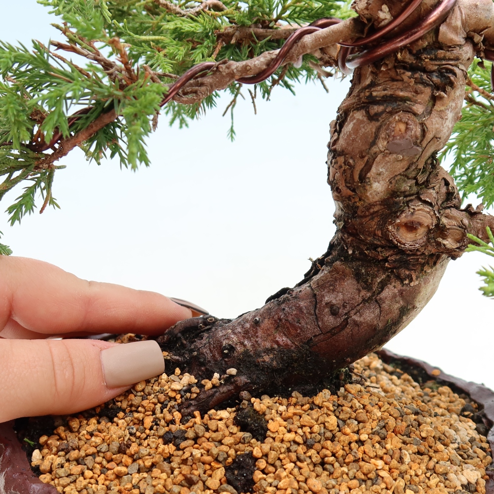 Kültéri bonsai - Juniperus chinensis Itoigawa-Juniperus chinensis
