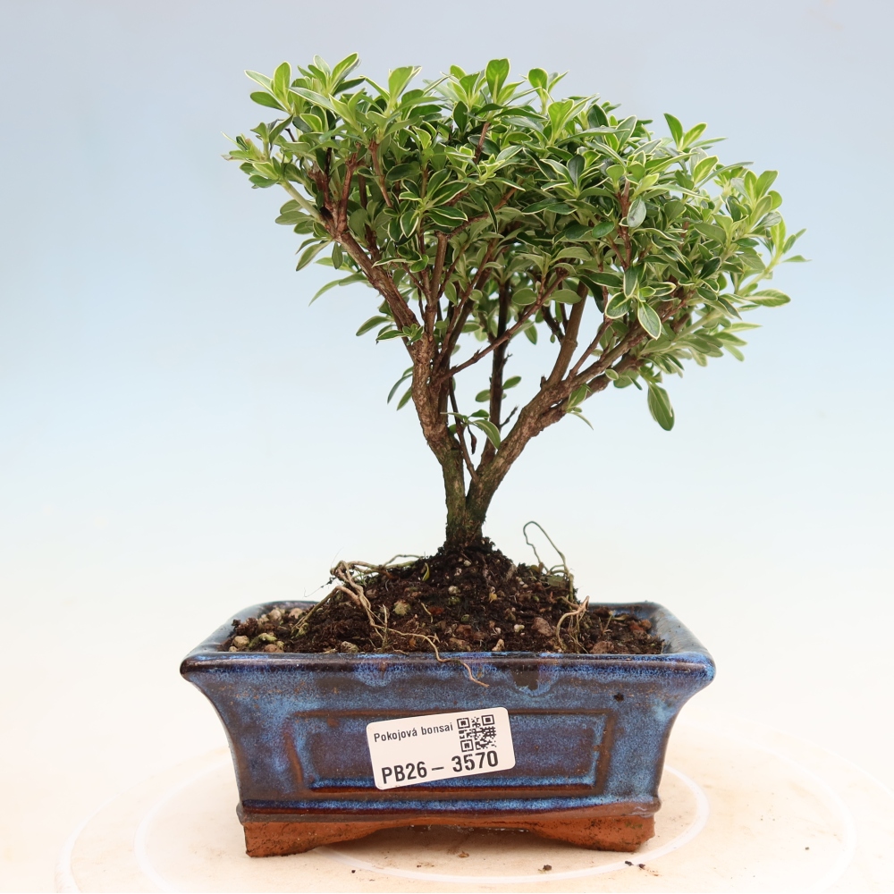Szobai bonsai - Serissa foetida Variegata - Az ezer csillag fája