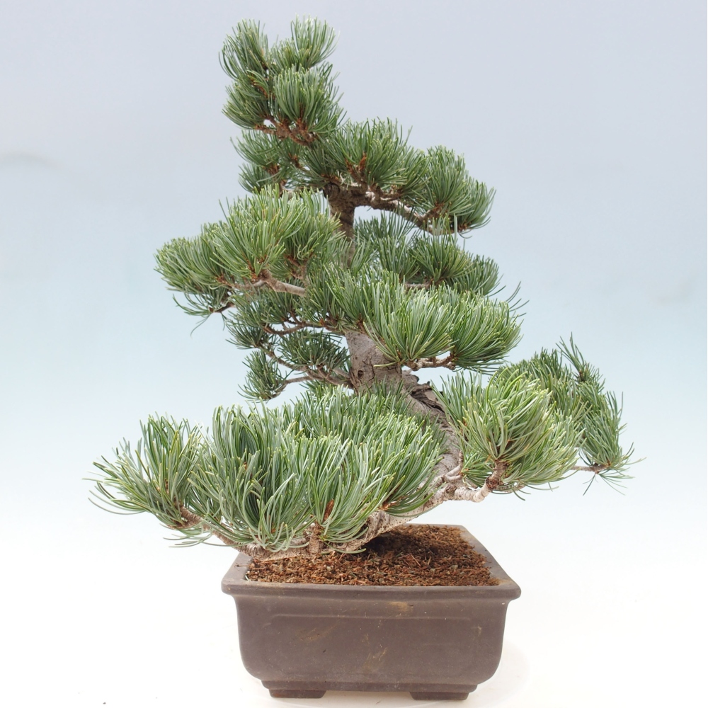Kültéri bonsai - Pinus parviflora - Pinus parviflora