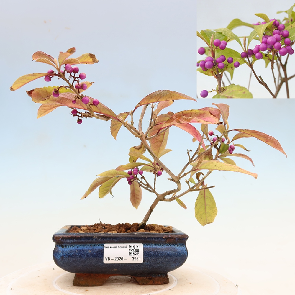 Kültéri bonsai - Callicarpa bodinierova bodinierova profusion