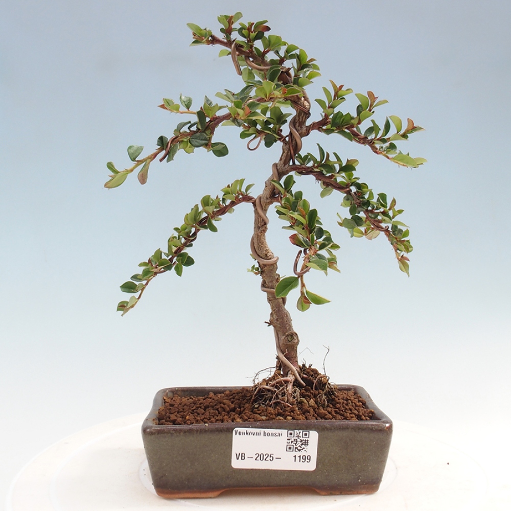 Kültéri bonsai - Cotoneaster horizontalis - Rocky Mountain