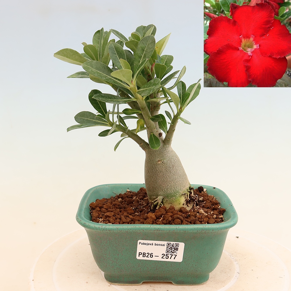 Szobabonsai – Adenium obesum Red Star – Sivatagi rózsa