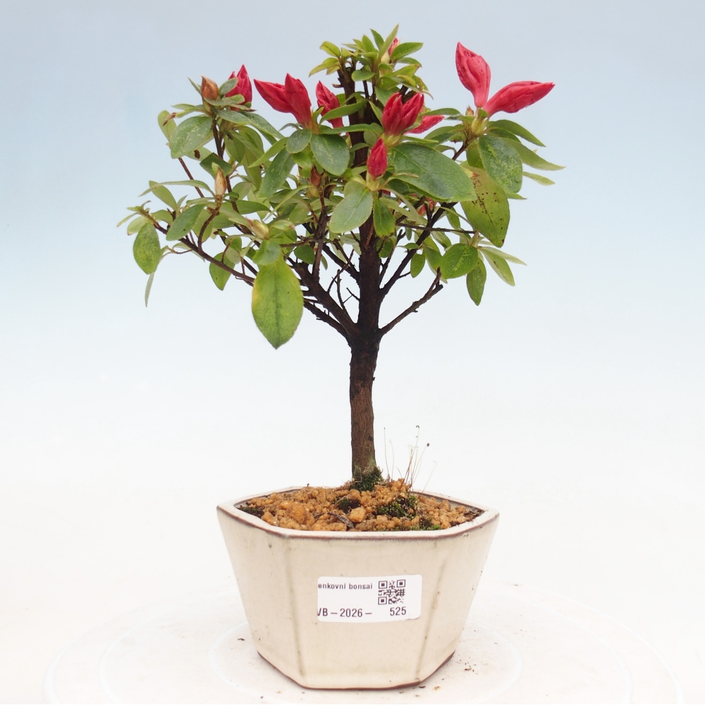 Kültéri bonsai - japán azálea - Azalea sp.