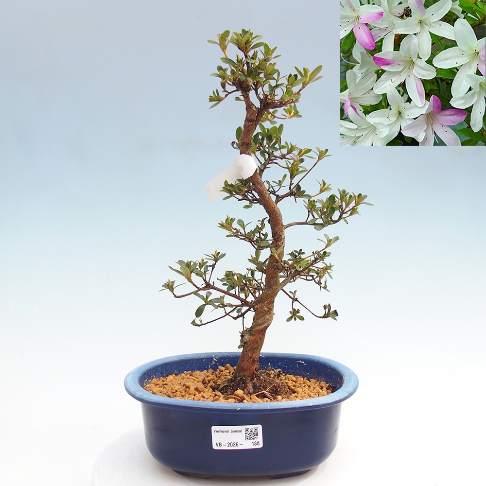 Kültéri bonsai - Japán azálea - Azalea Yukigesho