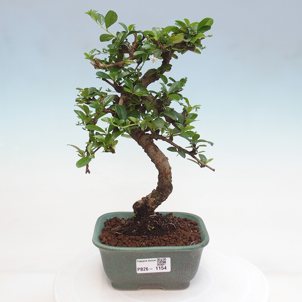 Szobai bonsai - Carmona macrophylla - Tea fuki