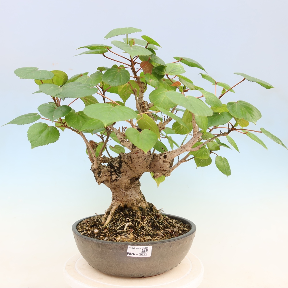 Beltéri bonsai - Hibiscus tiliaceus - tengeri hibiszkusz