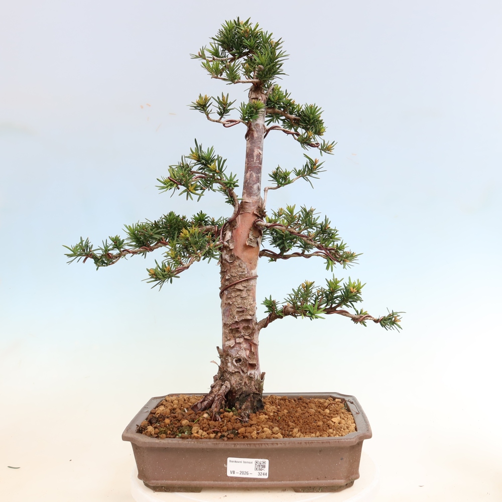 Kültéri bonsai - Taxus cuspidata - japán tiszafa