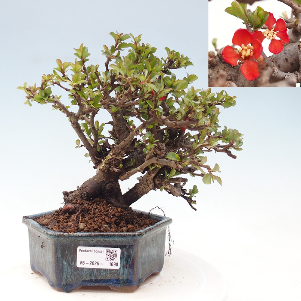 Kültéri bonsai - Chaneomeles speciosa - birs