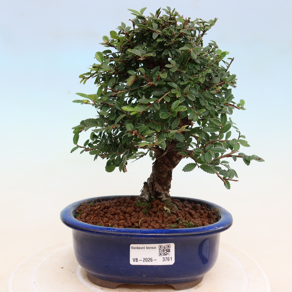 Kültéri bonsai - Zelkova - Zelkova NIRE