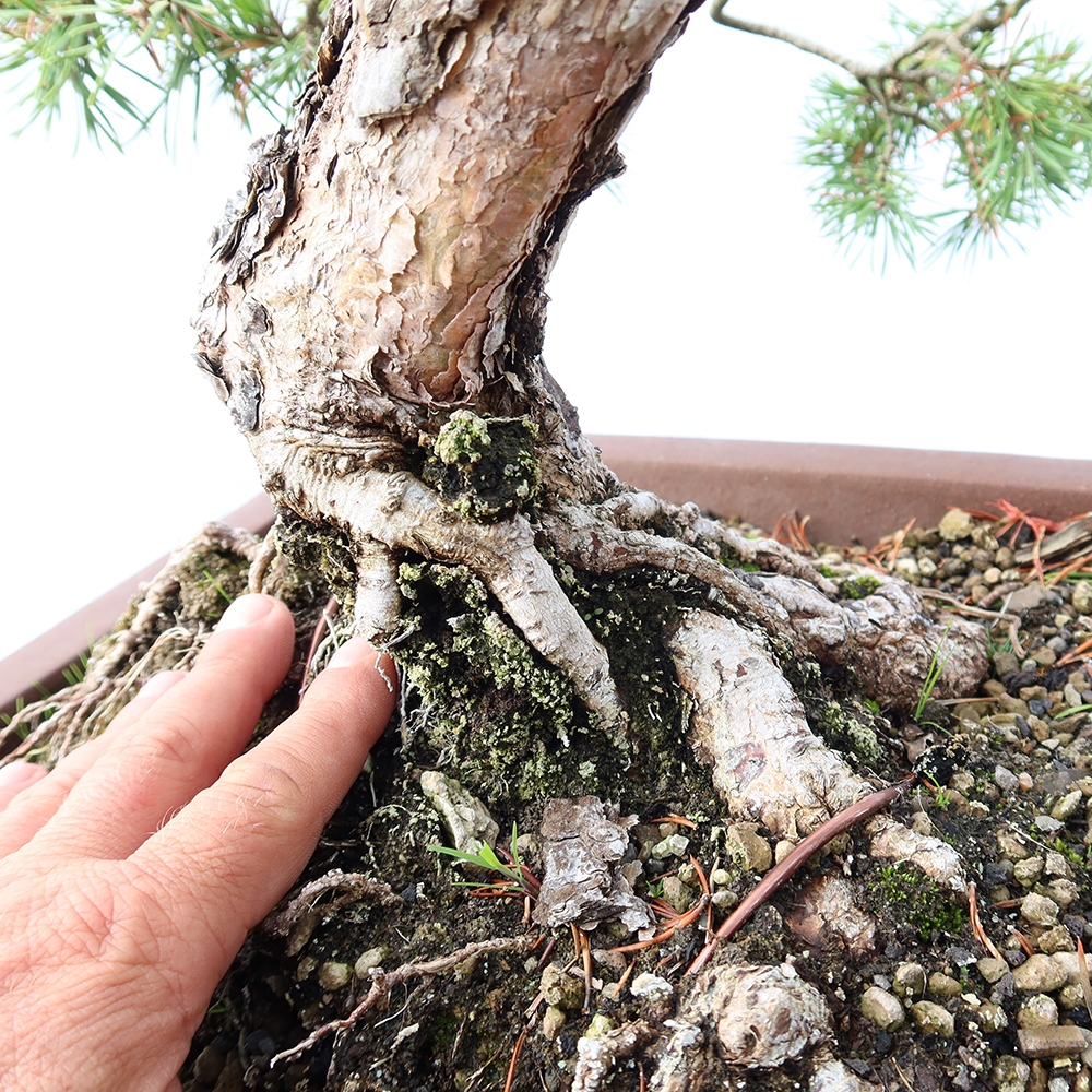 Pinus sylvestris Spanyolország – erdei fenyő