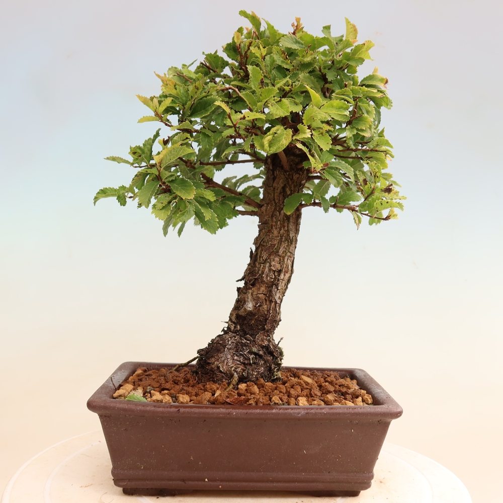 Kültéri bonsai - Zelkova - Zelkova NIRE