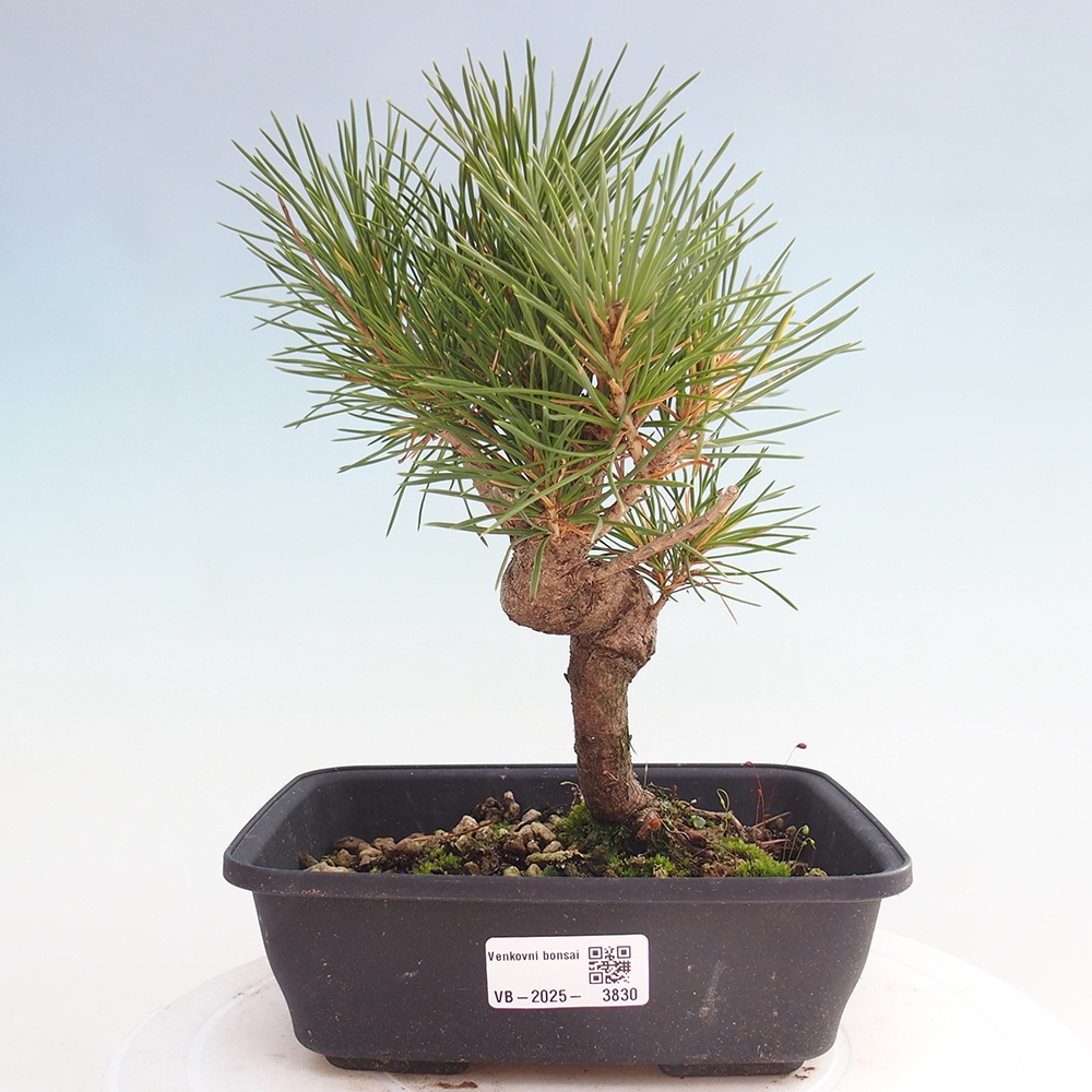 Kültéri bonsai - Pinus thunbergii - Thunberg fenyő