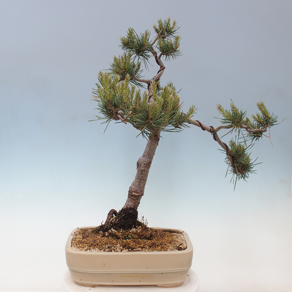 Kültéri bonsai - Pinus Sylvestris Watererri - erdeifenyő