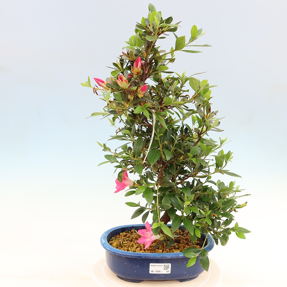 Kültéri bonsai - Japán azálea - Azálea Yoko