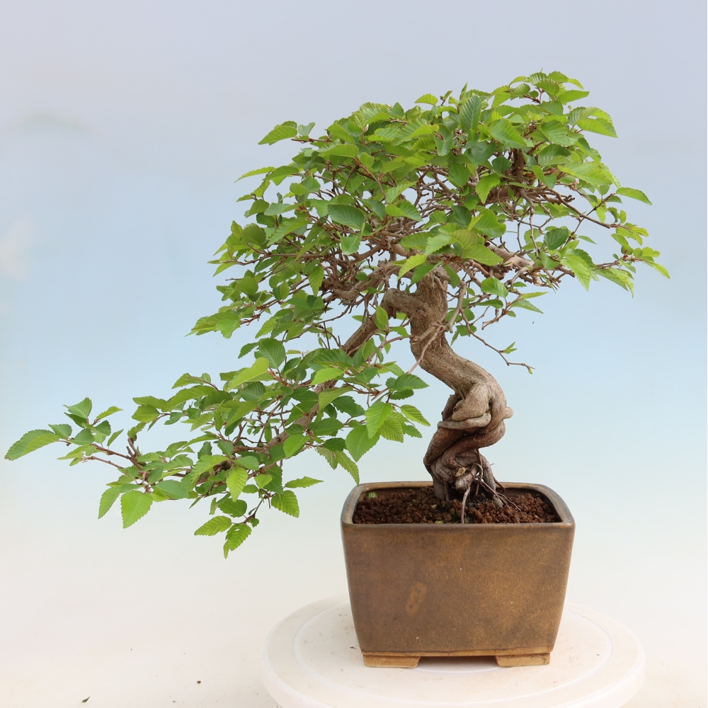 Kültéri bonsai -Carpinus Coreana - Koreai gyertyánfa
