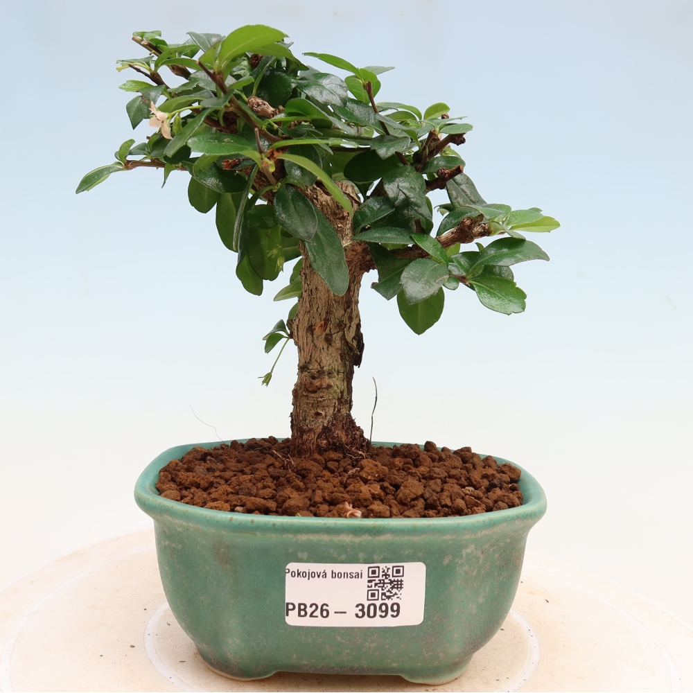 Szobai bonsai - Carmona macrophylla - Tea fuki