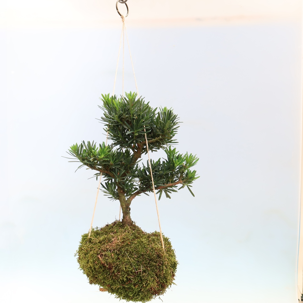Kokedama kerámiaedényben – Podocarpus – Kőtölgy