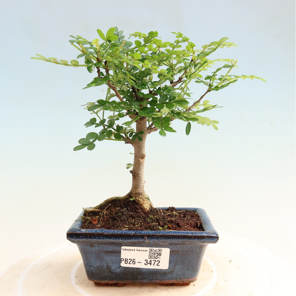 Szobai bonsai - Zantoxylum piperitum - borsfa