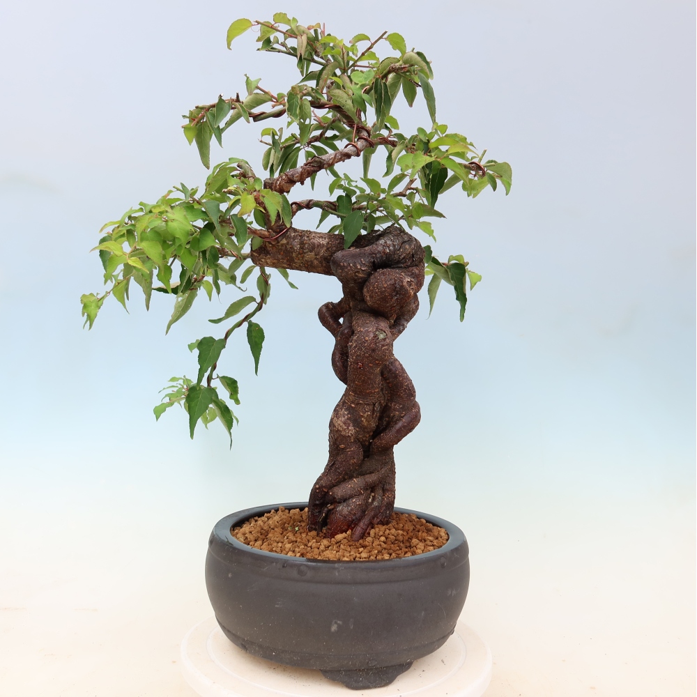 Kültéri bonsai – Japán barack – Prunus Mume