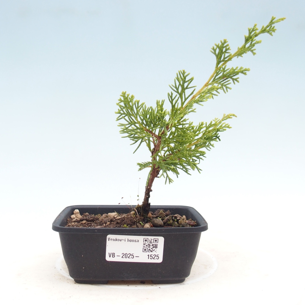 Kültéri bonsai - Juniperus chinensis Itoigawa