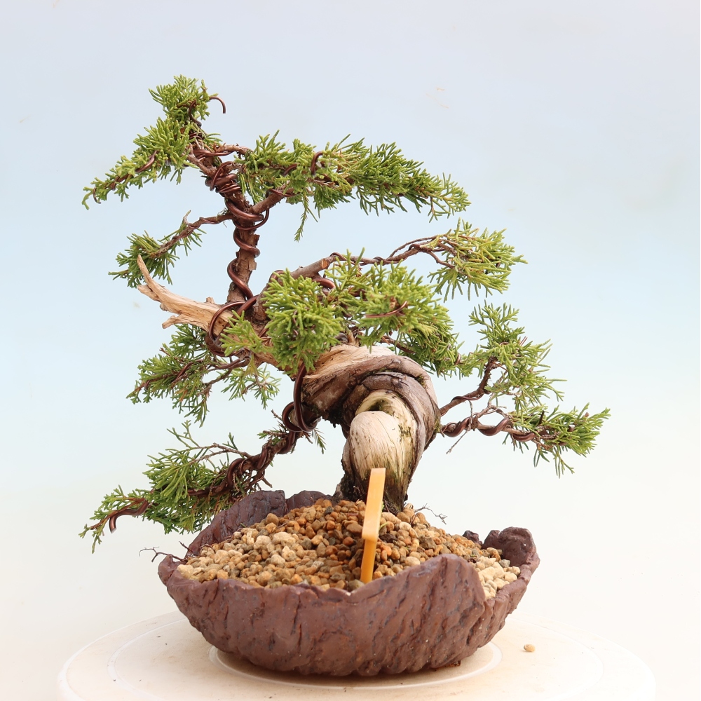 Kültéri bonsai - Juniperus chinensis Itoigawa-Juniperus chinensis