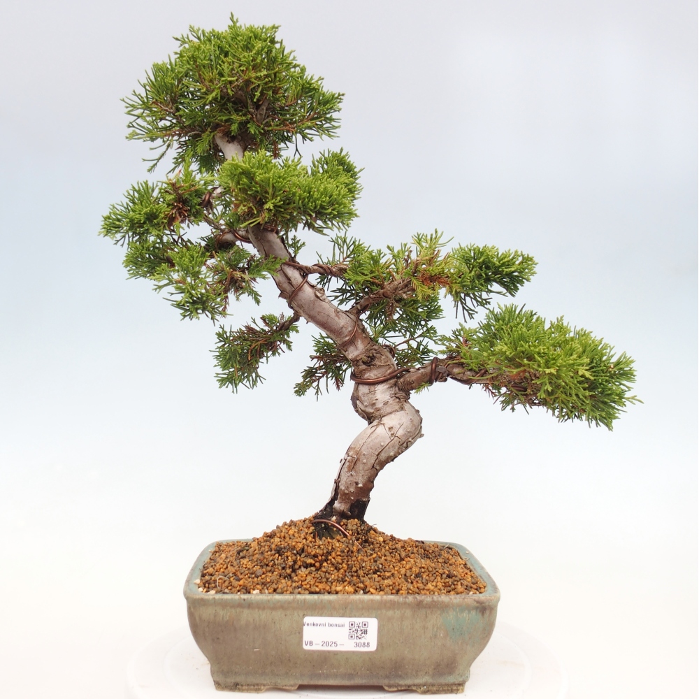 Kültéri bonsai - Juniperus chinensis Itoigawa