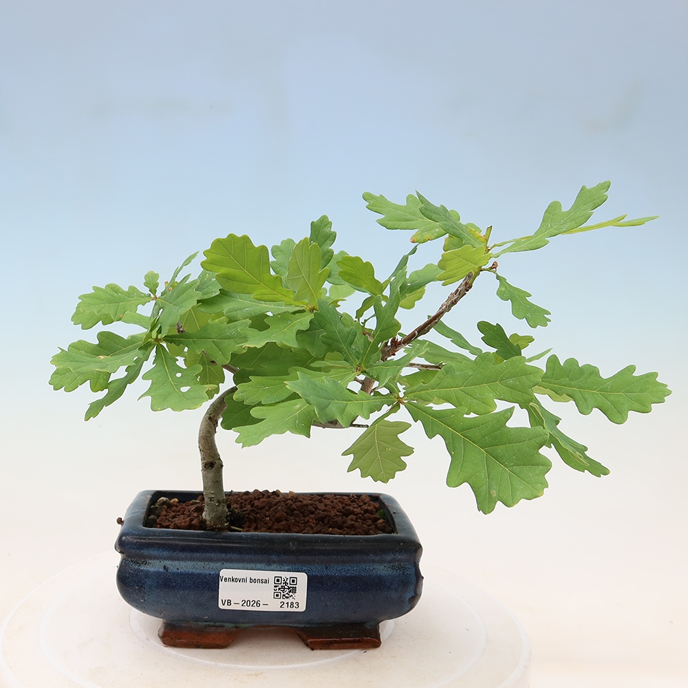 Kültéri bonsai – Quercus robur – Nyári tölgy