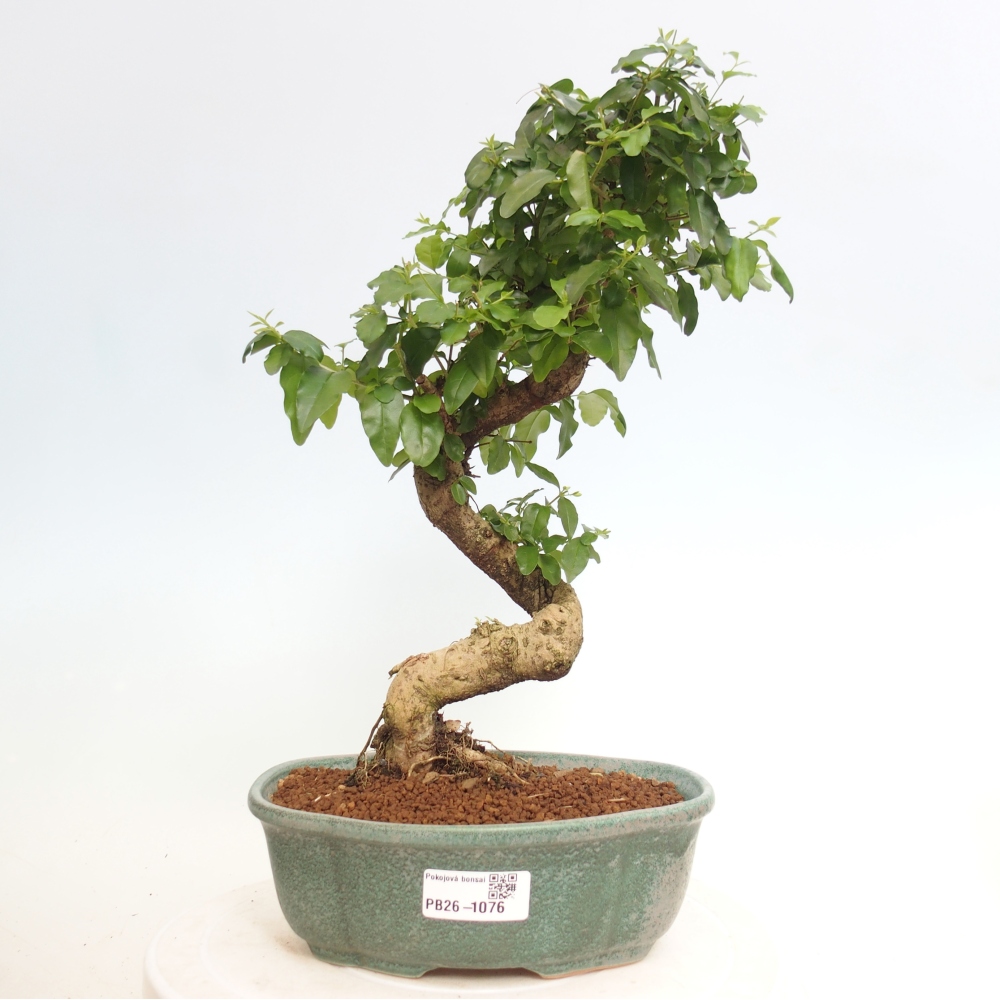 Szobai bonsai -Ligustrum chinensis - Madárcsőr