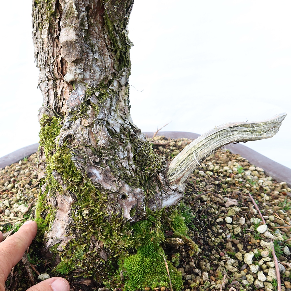 Pinus sylvestris Spanyolország – erdei fenyő