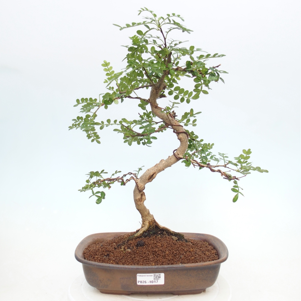 Szobai bonsai - Zantoxylum piperitum - borsfa
