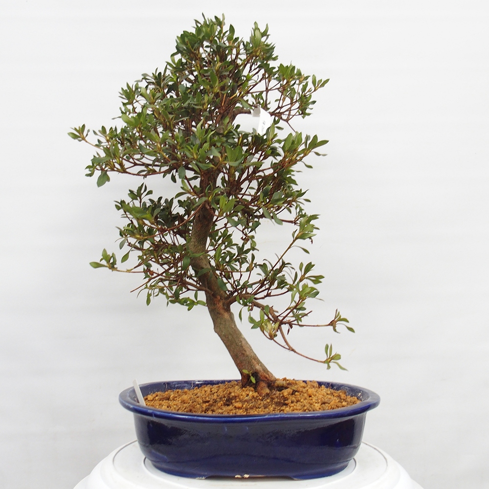 Kültéri bonsai - japán azálea - Azálea CHIHIRO