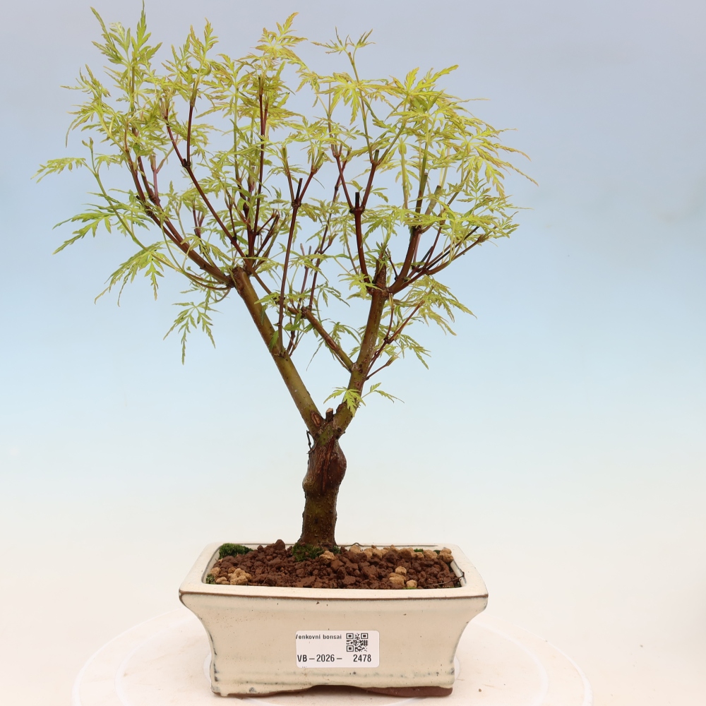 Kültéri bonsai - Acer palmatum Dissectum