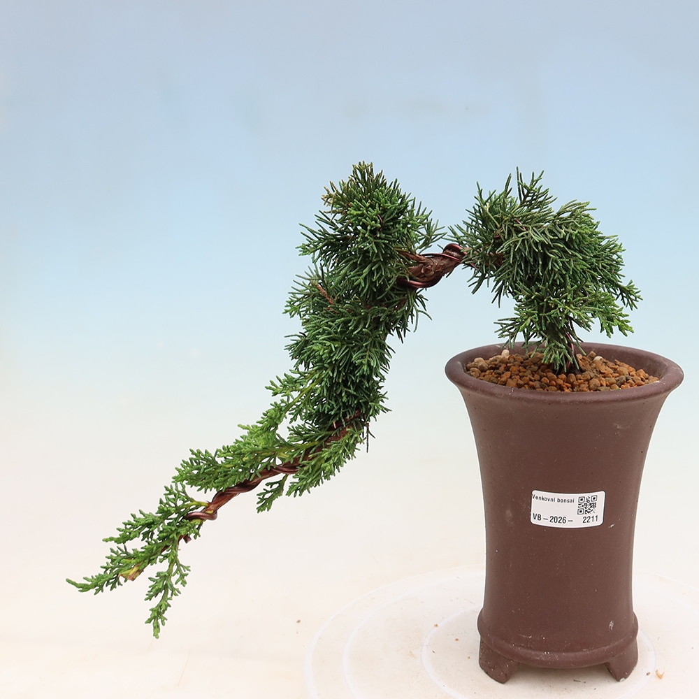 Kültéri bonsai - Juniperus chinensis Kishu
