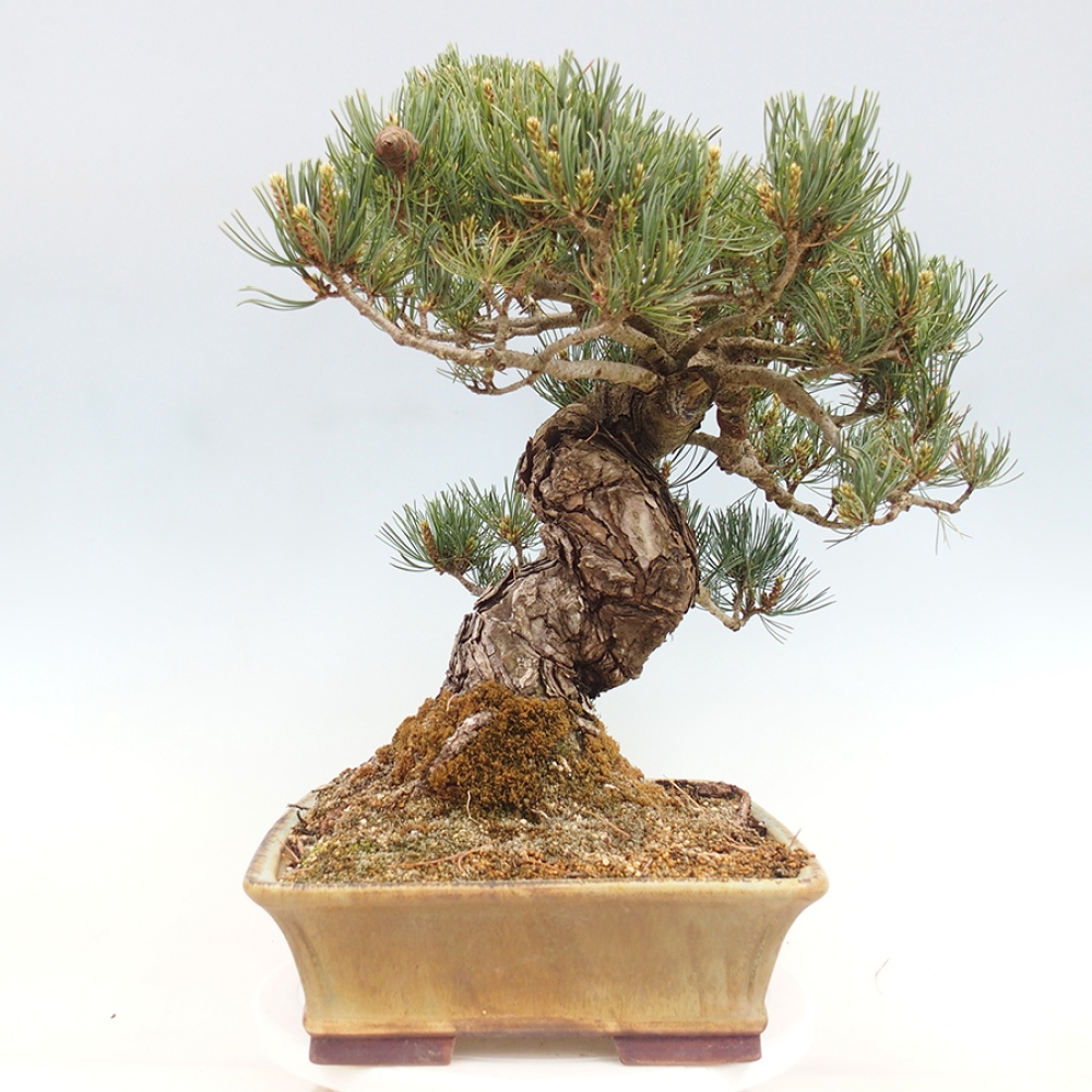 Kültéri bonsai - Pinus parviflora - Pinus parviflora