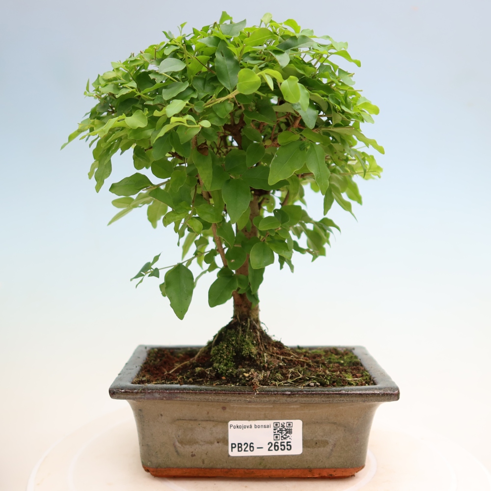 Szobai bonsai -Ligustrum chinensis - Madárcsőr