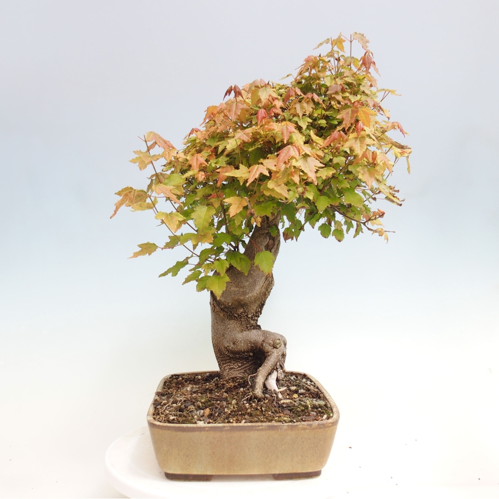 Kültéri bonsai - Acer Buergerianum - Burger juhar