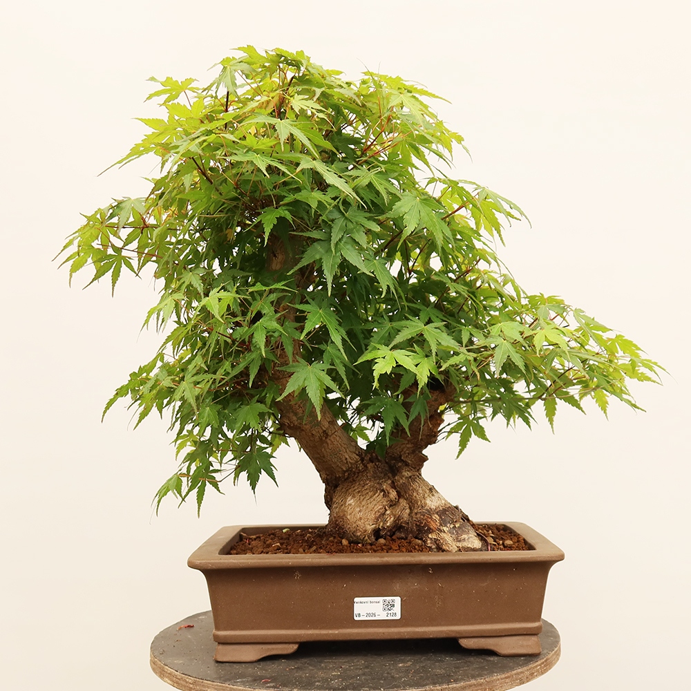 Kültéri bonsai - Maple palmatum - Pálmák