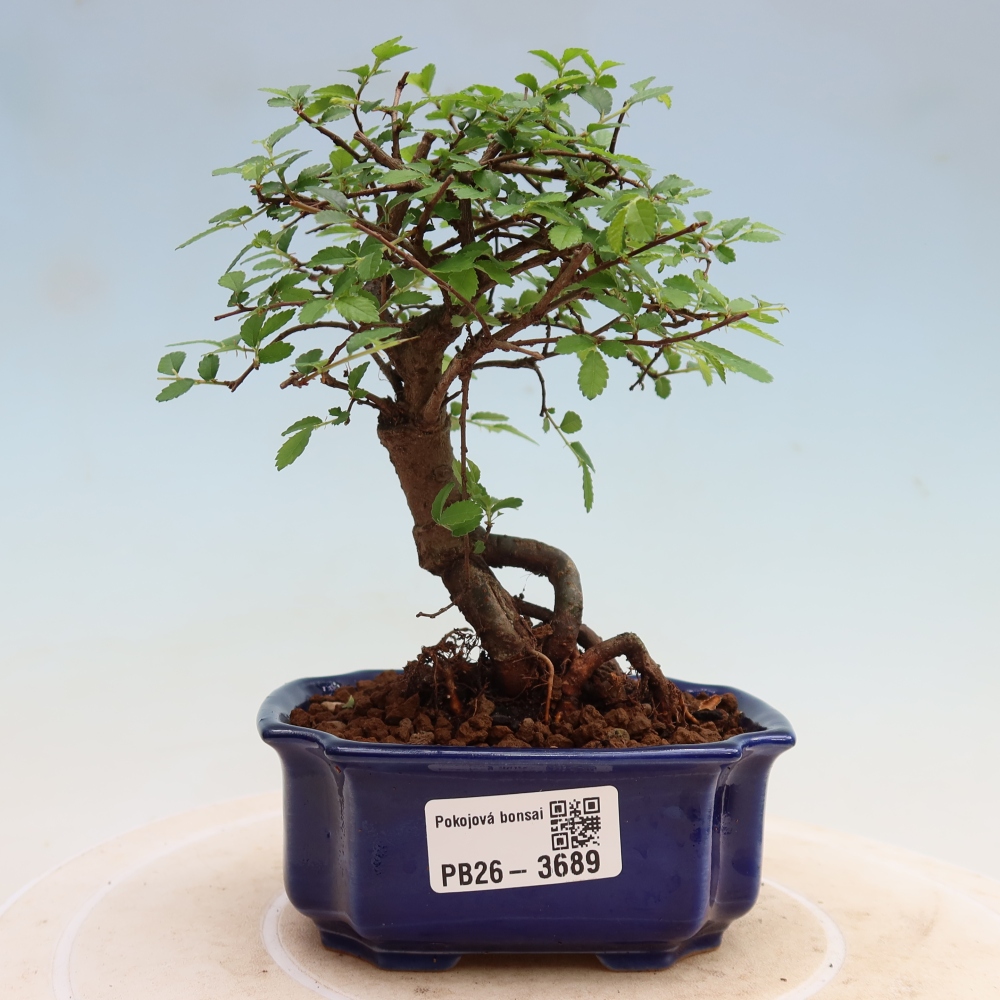 Szobai bonsai - Ulmus parvifolia - Kislevelű szilfa