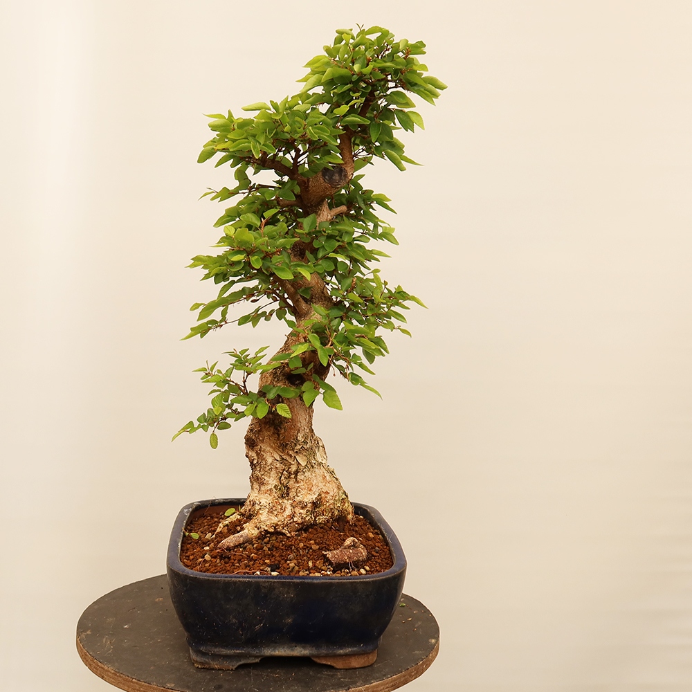 Kültéri bonsai -Carpinus Coreana - Koreai gyertyánfa