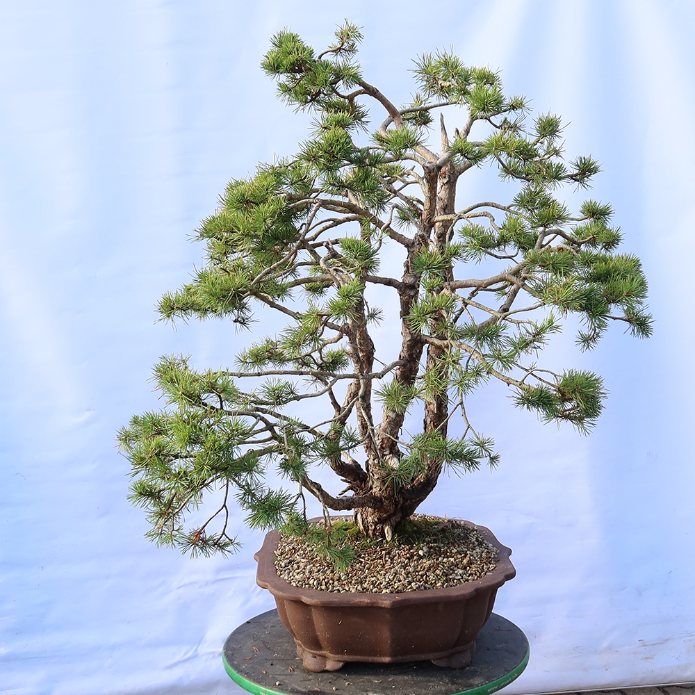 Pinus sylvestris Spanyolország – erdei fenyő