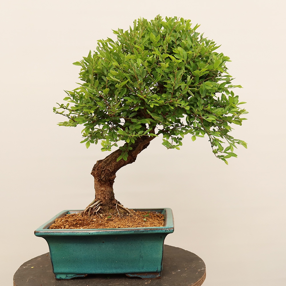 Kültéri bonsai - Zelkova - Zelkova NIRE