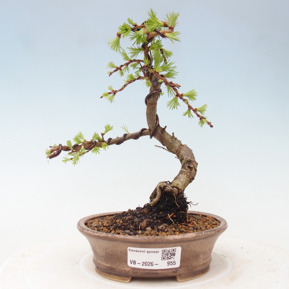 Kültéri bonsai - Larix Kaempferi - Japán vörösfenyő