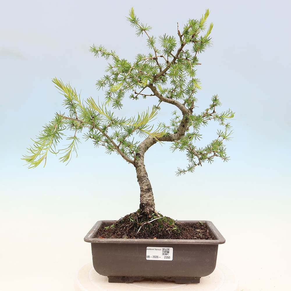 Kültéri bonsai - Larix decidua - vörösfenyő