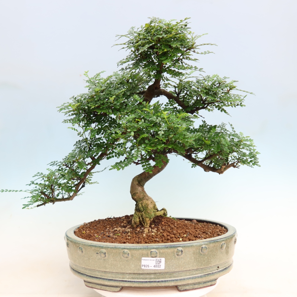 Szobai bonsai - Zantoxylum piperitum - borsfa